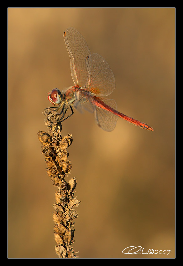 Sympetrum fonscolombii - Maschio